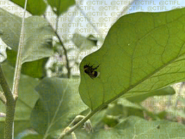 Thrips sur culture d'aubergines sous abri